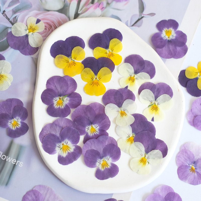 Photo Beauty Makeup - 12 szt., naturalne suszone kwiaty bratkówka